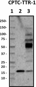 CPTC-TTR-1_HRP_Transthyretin_Antibody_1_101118