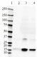 CPTC-TTR-1_Pure_Transthyretin_Antibody_1_041018