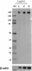 2_CTD4H8_GoChIP_RNA_PolymeraseII_Antibody_WB_071717
