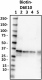 D6E10_Biotin_Apo-E_Antibody_100818