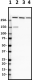 D8B7_Biotin_Alpha-II-Spectrin_Antibody_1_070819