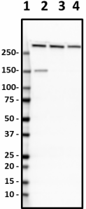 D8B7_Biotin_Alpha-II-Spectrin_Antibody_1_070819
