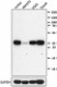 3_DCS-22_PURE_CyclinD3_Antibody_WB_031416