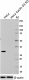 1_DCS-22_PURE_CyclinD3_Antibody_WB_110117