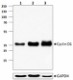 DCS-6_PURE_Cyclin_D1_antibody_WB_102615