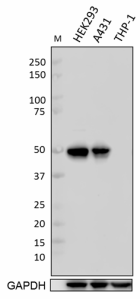 1_DO-1_Purified_p53_Antibody_031519_updated.png