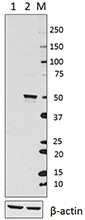 1_DO-7_PURE_p53_Antibody_1_031817