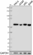 1_F39P7F11_Pure_TCP-1B_Antibody_113018