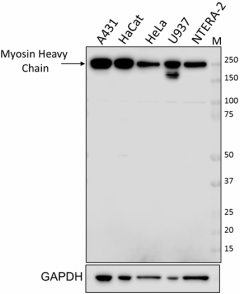 1_H11_Myosin_Heavy_Chain-_Antibody_WB_1_123118_updated.png