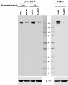 H14_DB-HRP_RNAPolymeraseII__1_050118