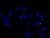 H2Mab-77_PURE_CD340_Antibody_2_012621.png
