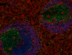 HMbeta1-1_PURE_anti-mouse-rat-CD29_Antibody_4_IHCF_010419