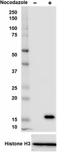 HTA28_DB_HRP_Histone-H3-Phos_Antibody_121418.png
