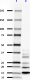HWA4C4_PURE_Polyubiquitin_Antibody_2_101019