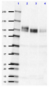 IG6_Biotin_APP573-596_Antibody_1_021819.png