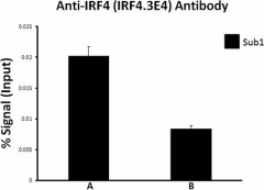 IRF43E4_GoChIP_IRF4_Antibody_1_020618