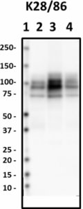 K28-86_HRP_MAGUK_Antibody_1_100918