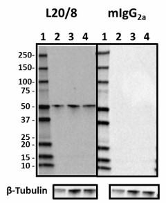 L20-8_HRP_PICK1_Antibody_052918