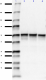 5-L208_PURE_PICK1_Antibody_1_101918