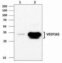 L308D10_Purified_VEGF-165_Antibody_IP_092914