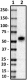 M033_PURE_CD55_Antibody_1_073119
