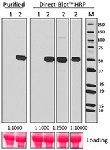 M1308A10_DB-HRP_IgG_Antibody_062017