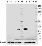 M1606B04_PURE_Mac-2_Galectin-3_Antibody_WB_062918
