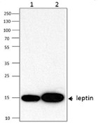 M1905E01_Purified_Leptin_Antibody_WB_022715