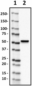 M562_Purified_ALDH1A1_Antibody_1_031819