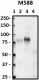 A_M588_Pure_CD44_Antibody_1_030719