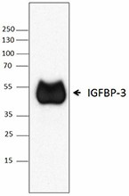 M6501G03_PURE_IGFBP-3_Antibody_WB_111715