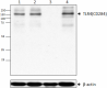 d-MTS510_PURE_TLR4_Antibody_4_112520