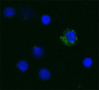 Mab11_Biotin_TNFalpha_Antibody_ICC_011921