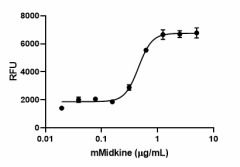 Mouse_Midkine_CF_RECOM_1_031021
