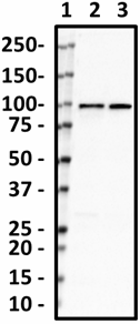 N103-39_HRP_ALDH1L1_Antibody_1_061819