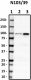 N103-39_Purified_ALDH1L1_Antibody_1_112018