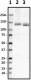 N114-10_HRP_HCN4_Antibody_1_061819