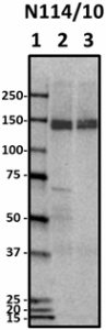 N114-10_purified_HCN4_Antibody_1_112018