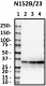 N152Bslash23_Biotin_VDAC1_Antibody_1_090418