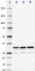 N152Bslash23_Purified_VDAC1_Antibody_1_WB_030415