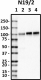 N19-2_HRP_SAP102_Antibody_102218