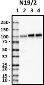 N19-2_HRP_SAP102_Antibody_102218