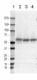 N244-5_PURE_SynCam4_Antibody_1_WB_012618