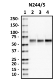 N244slash5_HRP_SynCAM4_Antibody_072518