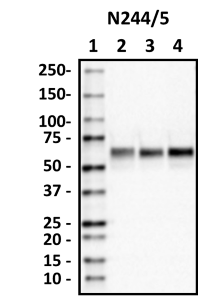 N244slash5_HRP_SynCAM4_Antibody_072518