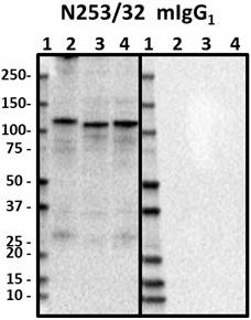N253-32_HRP_Notch-1_Antibody_1_061818_png