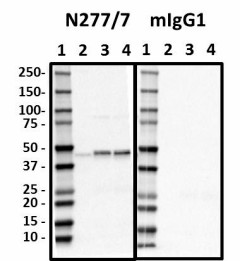 N277-7_HRP_Synaptotagmin-12_Antibody_052518