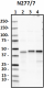 N2777_Biotin_Synaptotagmin12_Antibody_1_090618