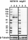 N27819_Pure_Synaptotagmin-3_Antibody_032118