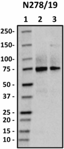 N278slash19_HRP_Synaptotagmin-3_Antibody_082718